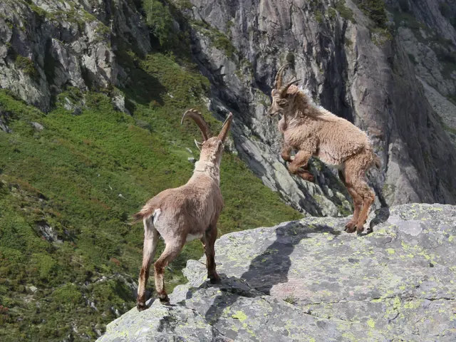 Trail journeys hikers through approximately 300 miles of Rocky Mountain's untouched wilderness in...
