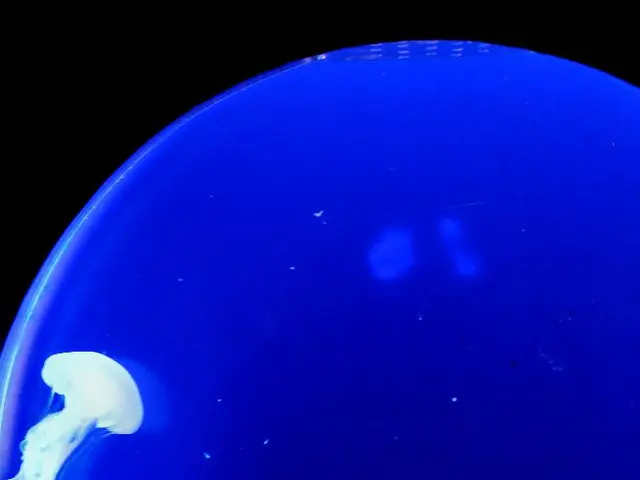 Giant Japanese Spider Crab: Non-threatening to Human Beings