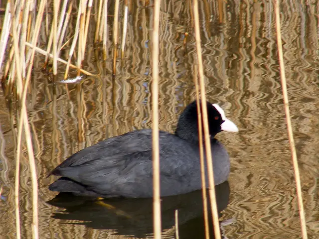 Comprehensive Guidelines for Cultivating Gerbera Daisies Indoors