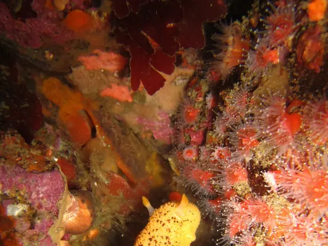 Unique Marine Predator: Harpooning Fish with the Help of Cone Snails