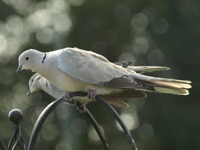 Vision of Tranquility: Free-Roaming Pheasants Grace the Landscape