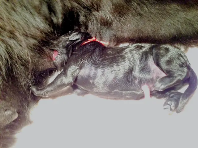 "Alexander Schartmann takes pleasure in his role as a veterinarian."