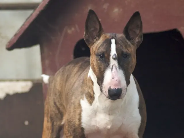 Eager Anticipation Dominates Audience for Horror Trailer Good Boy, With Question of What's Next on...