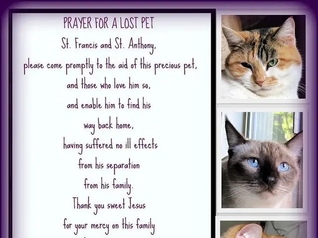 Cats, like humans, can develop dementia, and their symptoms could potentially lead to the...