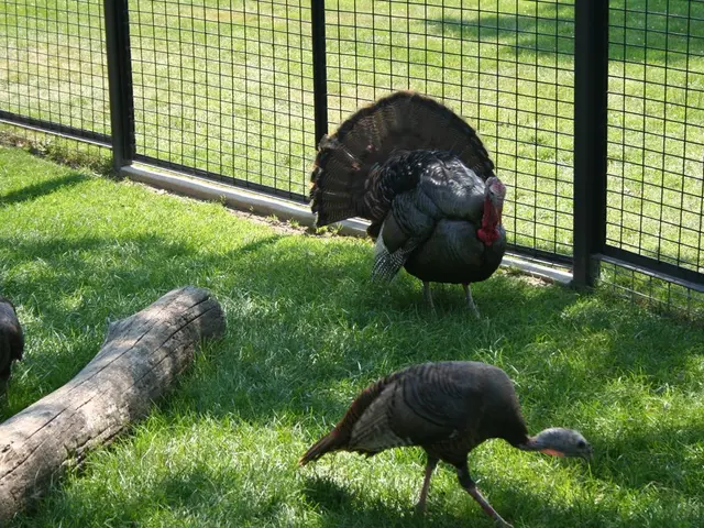 In the Indian state of Madhya Pradesh, more than 1.53 lakh bird guards have been installed on...