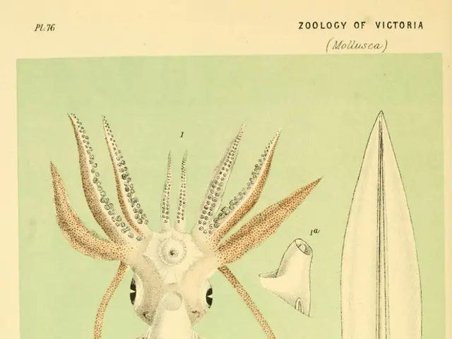 The Puzzling Nature of Quantum Theory Explained