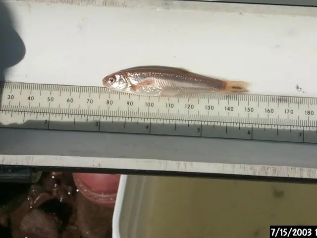 Determining the Length of Business Week Timeframe: A Look at 12 Business Days' Duration