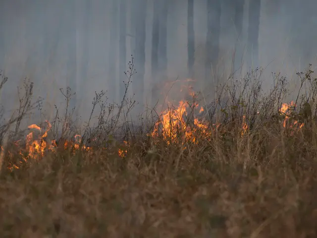 Arson investigators are currently probing the suspect involved in the Gohrishheide fire incident.