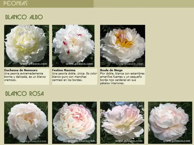 Explore California's Vibrant Blooms with MyGlobalFlowers: Uncover the State's Stunning Flora