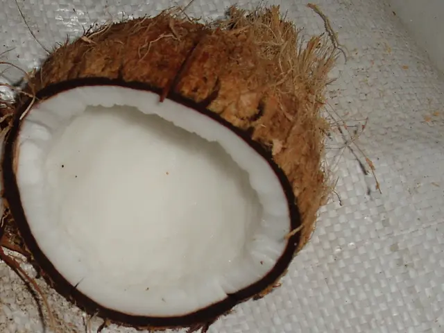 Skin care trend: Coconut Virgin Oil's rise in cosmetic applications