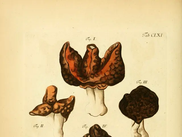 Cultivating Shiitake Mushrooms: Inserting Spore-filled Wood