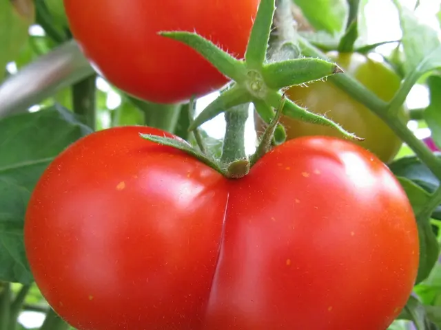 Best Times and Strategies for Planting Tomatoes in Ohio, Offering Key Insights