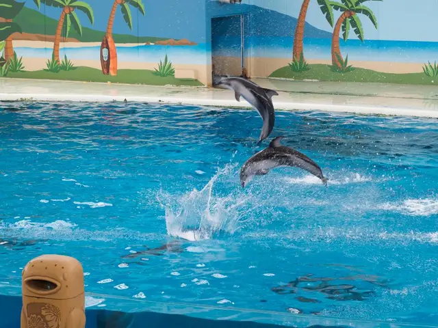Coach of LBs team under arrest for battery involving dolphins