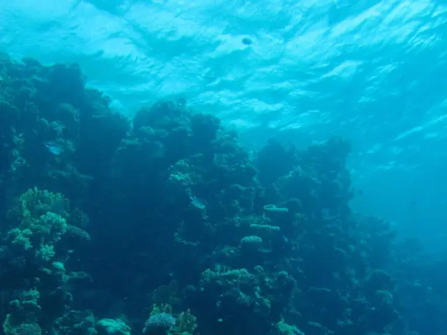 Scorching Ocean Calamity: The Disastrous Impact of Heatwaves on Reef Formation