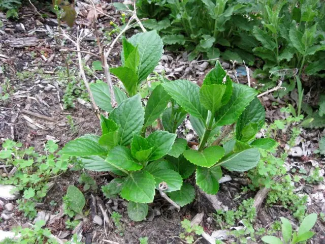 Murder, Mysticism, and Healing - The Enchantment of Garden Love in the Herbal Haven