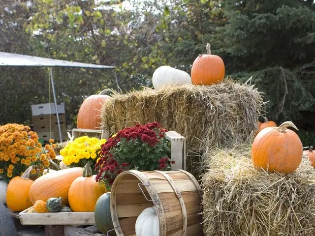 Giant Four-Meter Statues Erected for the Saxon Pumpkin Festival
