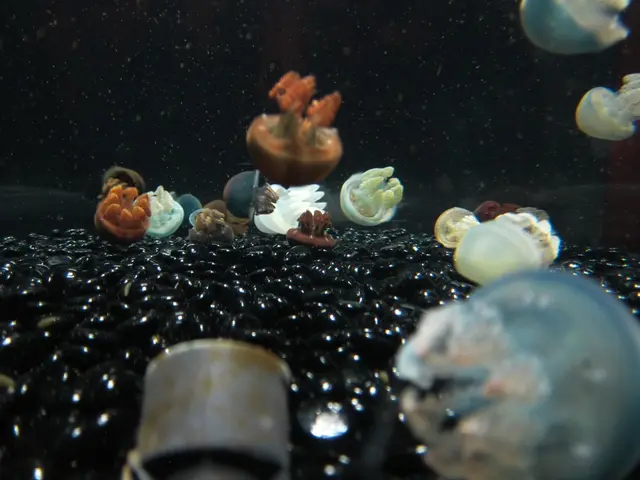 Beach closures enforced due to appearance of uncommon blue dragons, nicknamed 'angels'