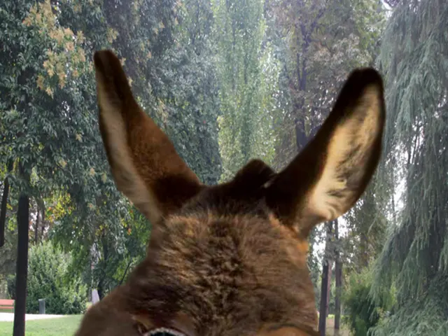 Timeframe for Grass Turning Green After browning: An All-Encompassing Insight