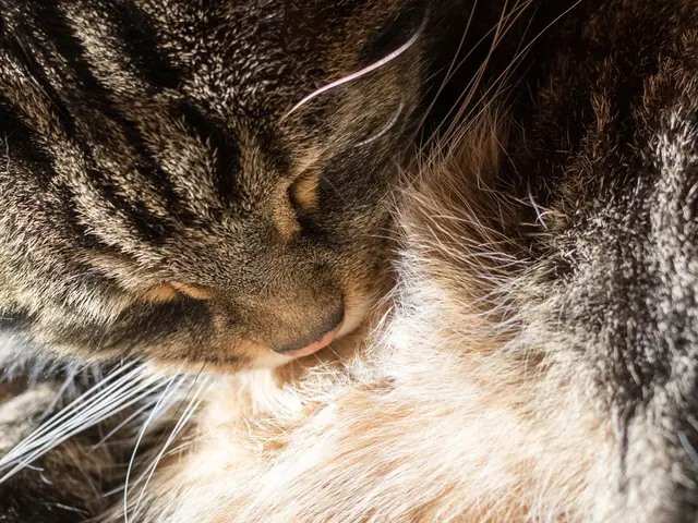 Cat Nasal Polyp Awareness: A Veterinary Perspective
