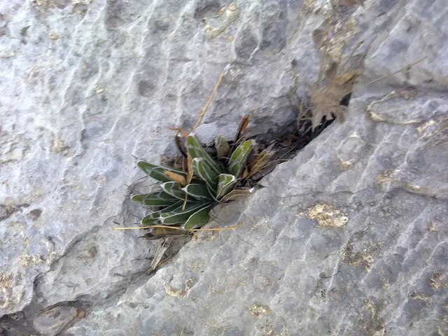 Underground mining trials at Mogalakwena's site set for 2026, as per Valterra's plans