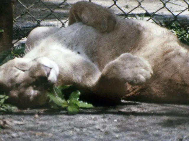 Disney puts the live-action adaptation of 'The Aristocats' on hold