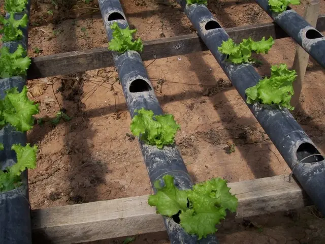 Thirteen Attributable Factors Leading to the Scrapping of Your Writing Submission