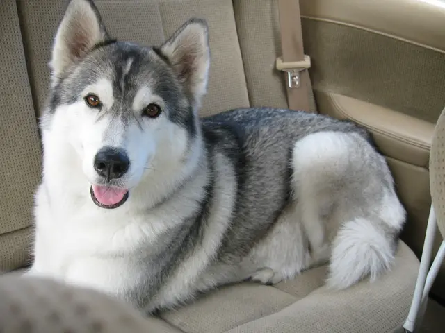 Quartet of Endearing Goldendoodle Puppies Melting Hearts in Berlin