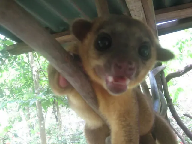 Animals Rescued Teach Students Empathy and Emotional Sensitivity