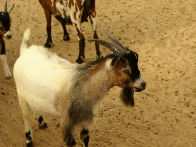 Sand Cat Ufuk has taken a departure
