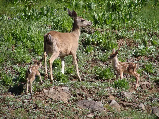 Rail reindeer saved from northern train tracks