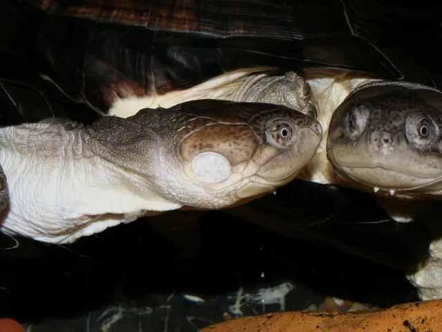 Life's Dayly Adventures of a Central Asian Tortoise