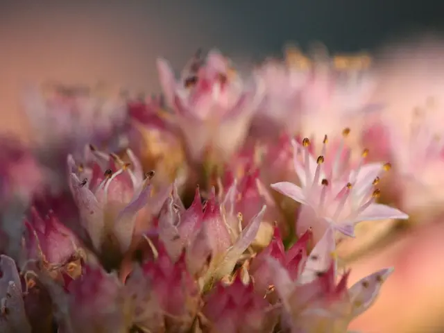 Dance Studio Chain, Pretty Ballerinas, Expands Its Presence with Fifth Location in Madrid