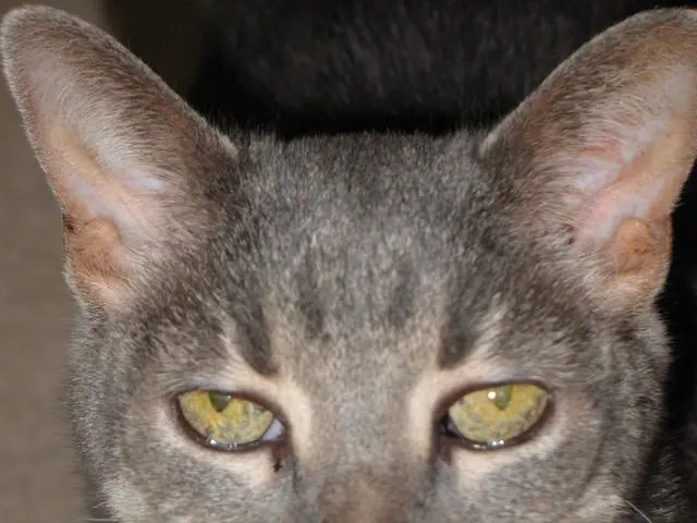 Unraveling the Mystique of the Grey Feline: Understanding Their Distinctive Characteristics,...