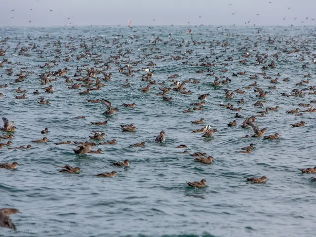 Abundant sea creatures, online dating platform: Fish Plentiful