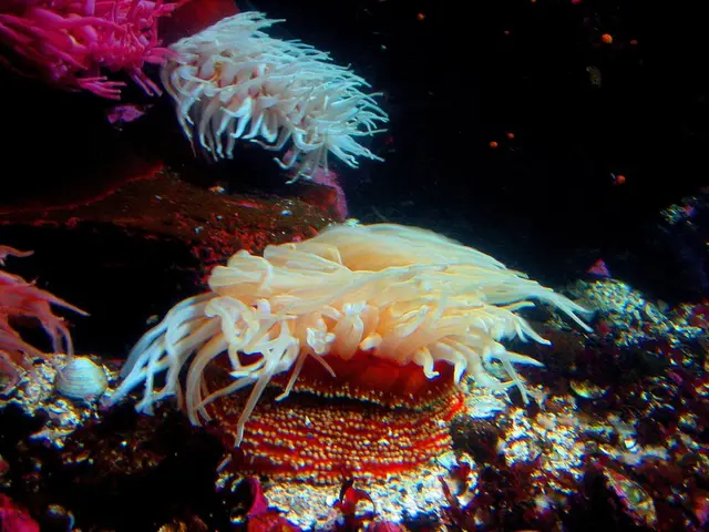 Significant declines in coral health observed in certain sections of the Barrier Reef, with...