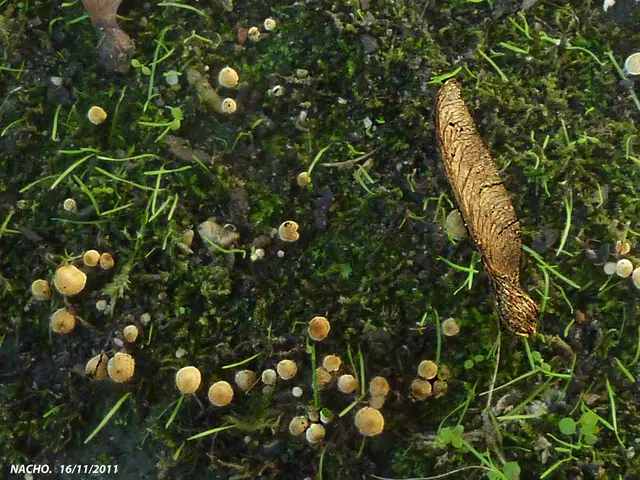 Efforts in oil-rich Oman to safeguard the precious resource of frankincense, often referred to as...