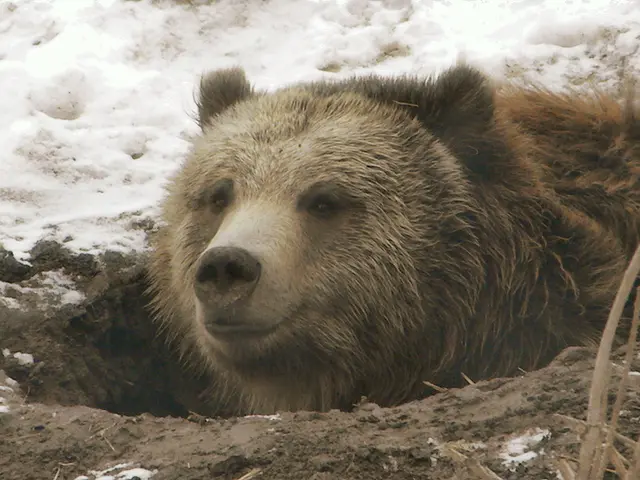 Colorado Allocates almost a Million Dollars to Minimize Human-Bear Encounters