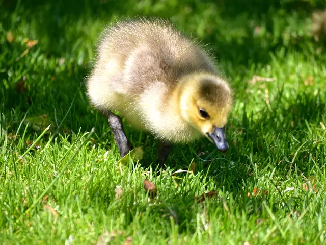 Neighborhood dispute arises over goose disturbance in Marienhafe
