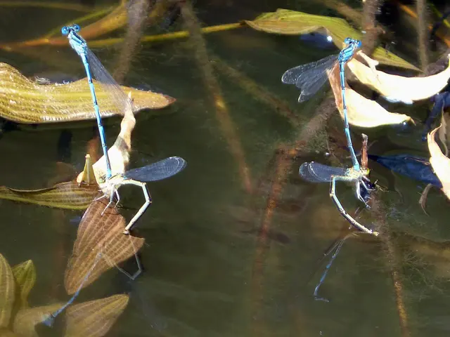 Federal government intends to significantly weaken wetland conservation measures