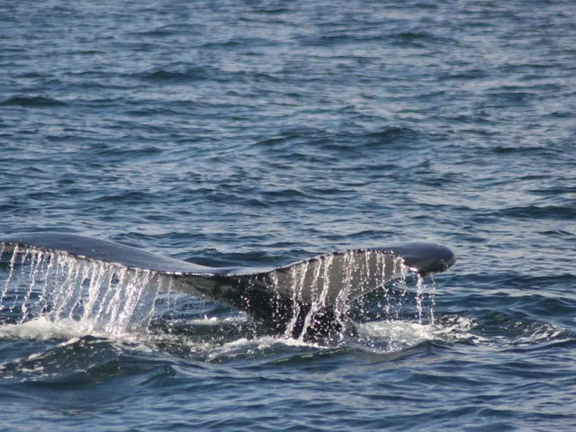 Cryptocurrency pioneer transfers 2,000 Bitcoins, worth approximately 219 million US dollars, to...