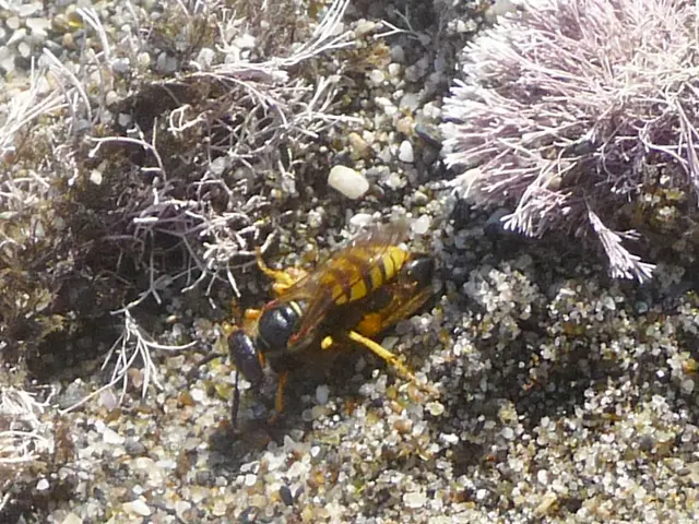 Report on surveillance drones by the Dutch National Prosecution Service (BKA)