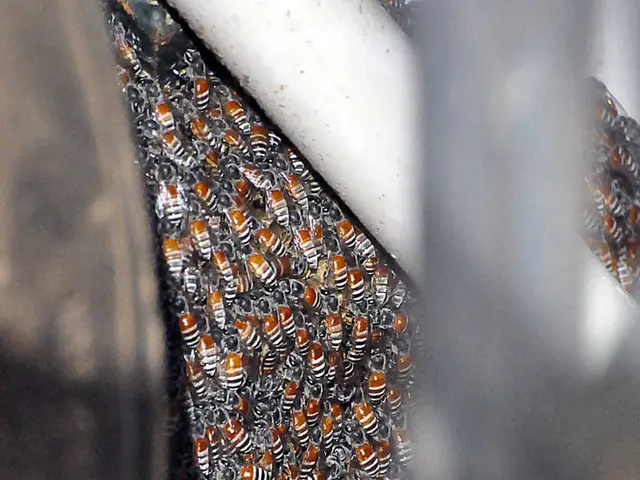 Transforming Challenged Bee Colonies into Vibrant Apiaries: A Woman's Initiative