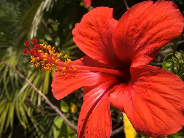 Hibiscus Tree Height: Elements Affecting Growth Detailed