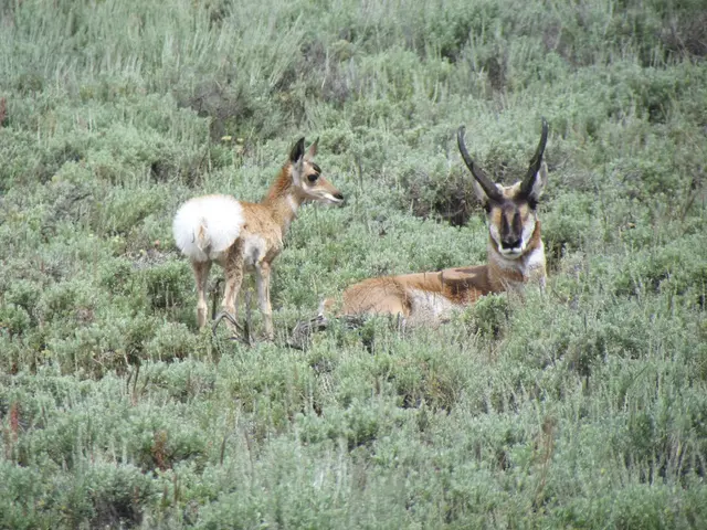 Deer Consuming Sumac: Separating Fact from Fiction Concerning Deer's Dietary Preferences in Your...