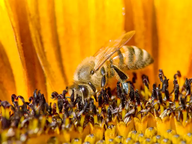 Bees and Marigolds: Investigating the Appeal of These Flowering Pairings in Your Backyard