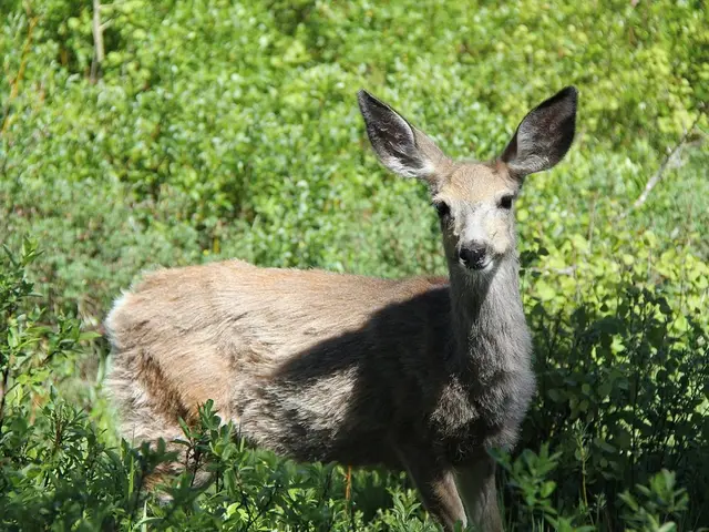 Deer Consuming Oak Leaf Hydrangea: Guarding Your Bloom-filled Garden from Deer Damage