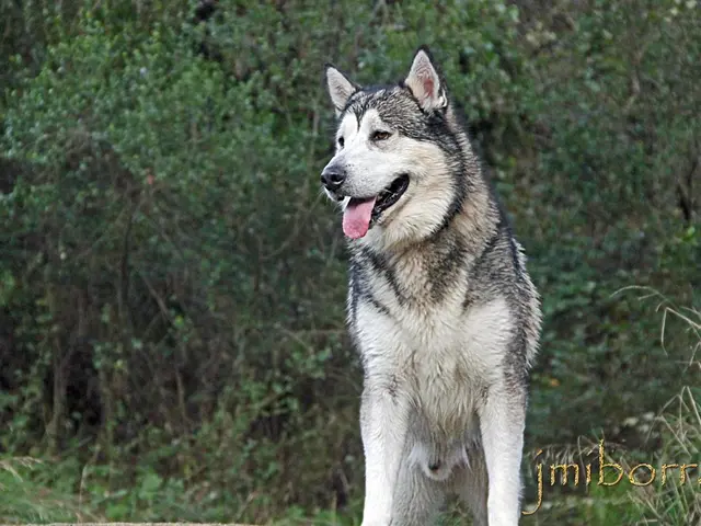 Scientists enlist Australian hard rock band AC/DC as a strategic measure to deter gray wolves from...