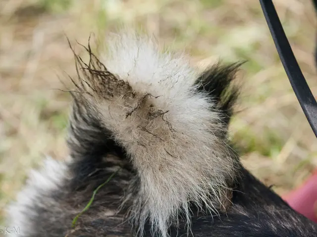 Disney filing a lawsuit against Sling TV over short-term cable access offers