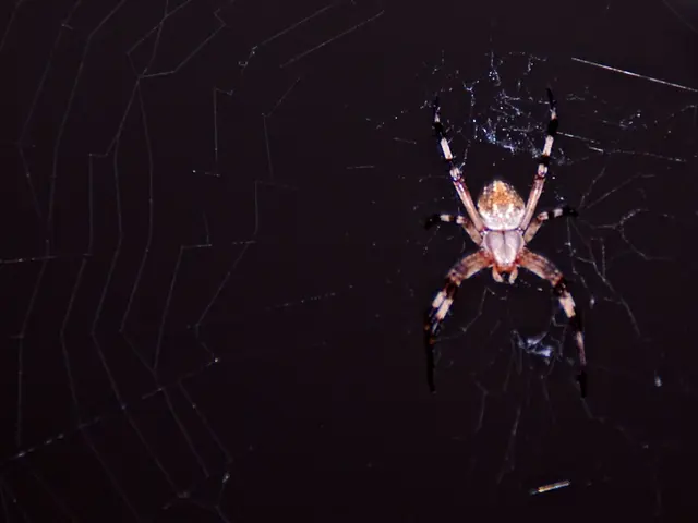 Fireflies' mating signals used by spiders to lure prey into their webs for capture