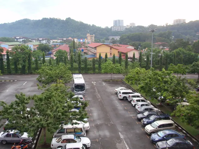 Maintenance of trees will be conducted outside the town hall, starting from September 1st.